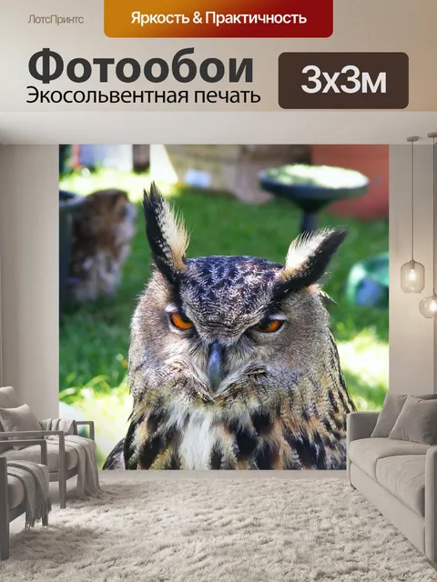 Фотообои Сова