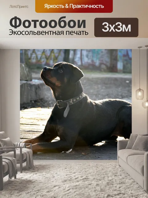 Фотообои Ротвейлер