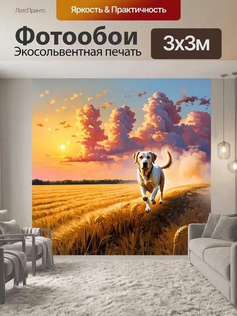 Фотообои лабрадор-ретривер гуляющий по берму, окружённому бескрайними полями золотой пшеницы, поднимая облака пыли