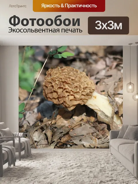 Фотообои Морель гриб в листьях крупным планом