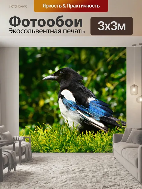 Фотообои Сорока