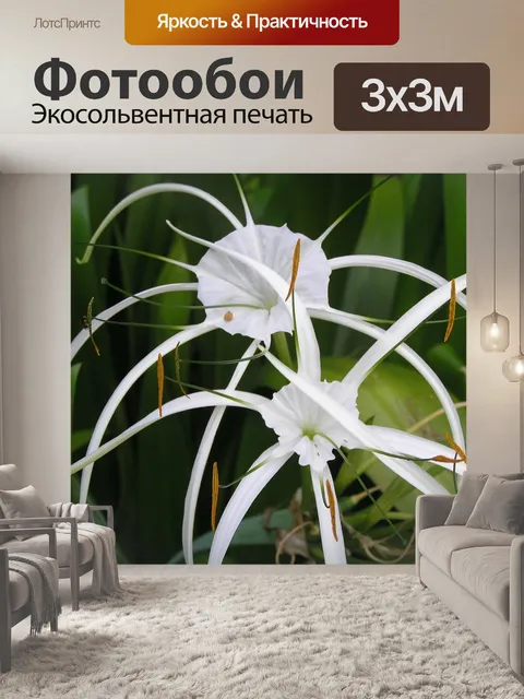 Фотообои Орхидея