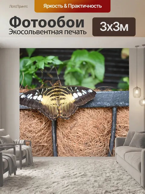 Фотообои Бабочка