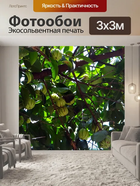 Фотообои Гарциния камбоджийская