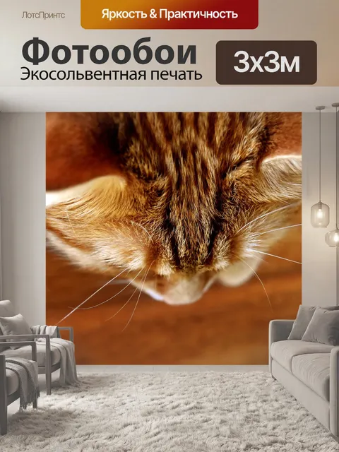Фотообои Кот