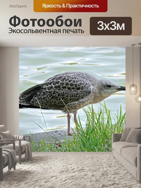 Фотообои Птица