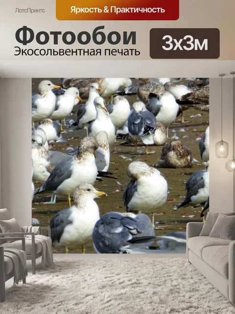 Фотообои баннер чайка