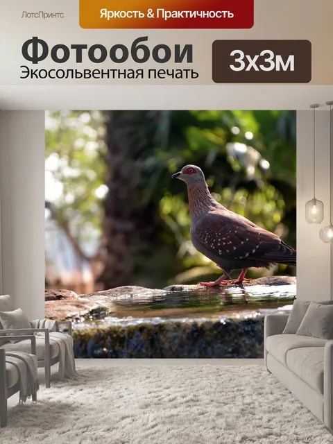 Фотообои Голубь