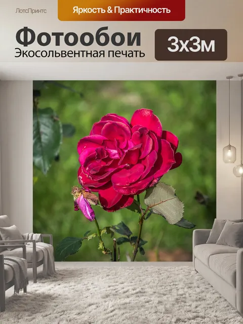 Фотообои Розы