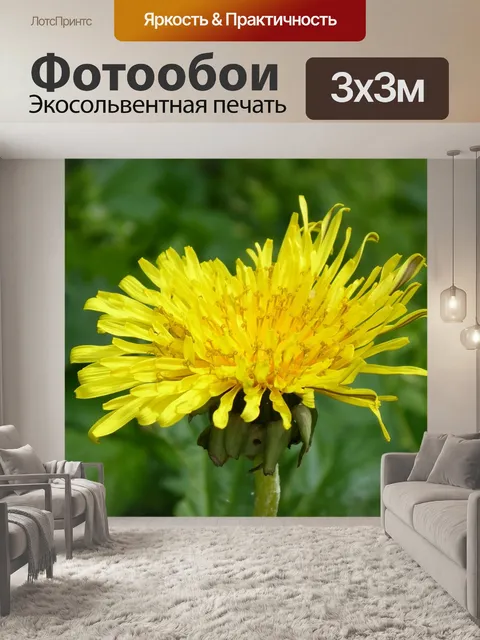 Фотообои Одуванчик