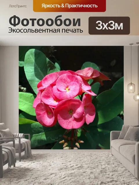 Фотообои Молочай
