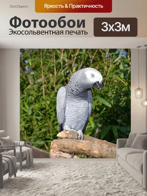 Фотообои Попугай