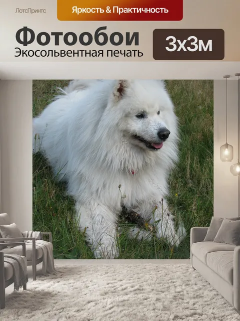 Фотообои Самодийских собак