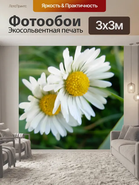 Фотообои Ромашки