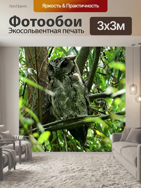 Фотообои Сова