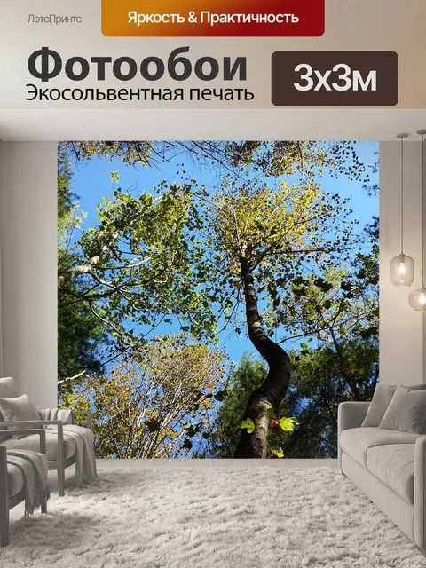 Фотообои Лес