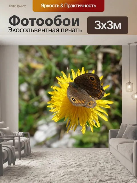 Фотообои Бабочка