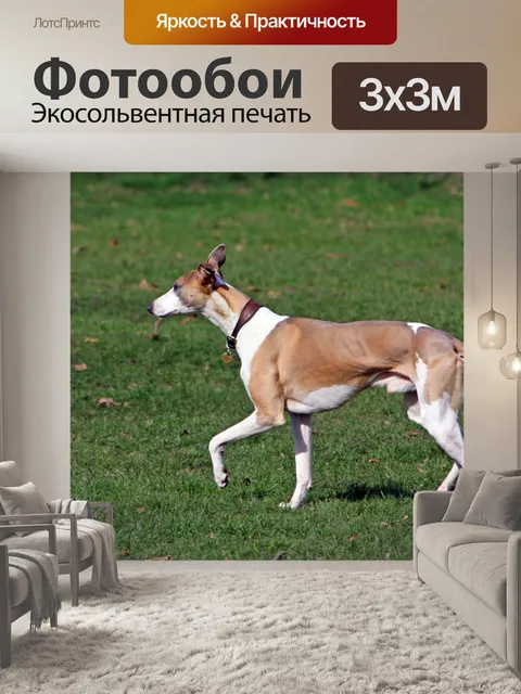 Фотообои Уиппет Собаки