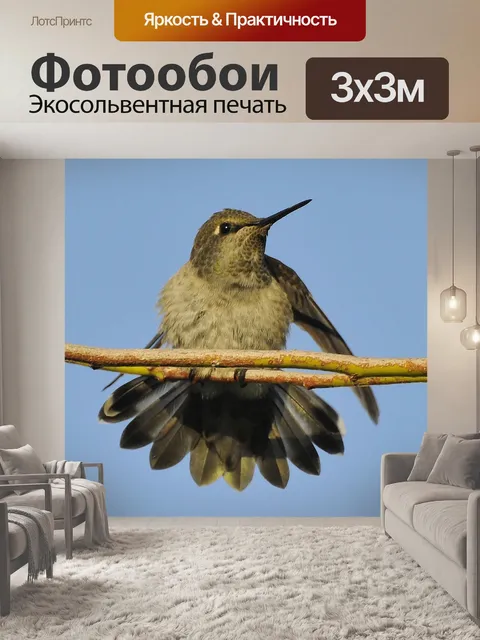 Фотообои Колибри