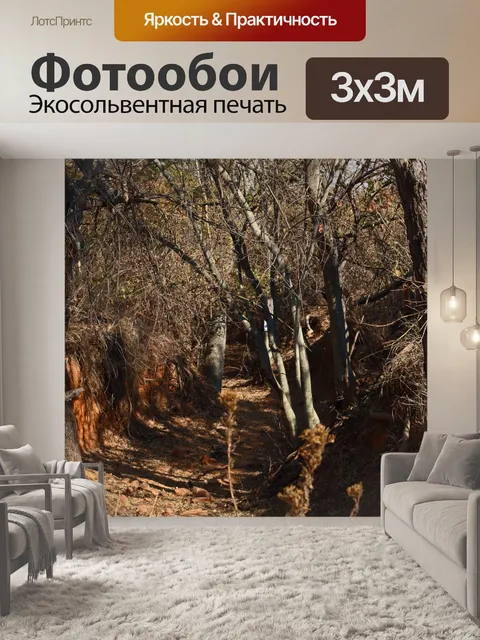 Фотообои серые стволы деревьев в канаве