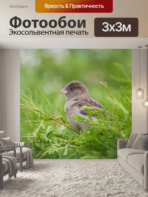 Фотообои Воробей