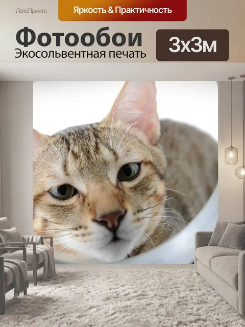 Фотообои Кошка