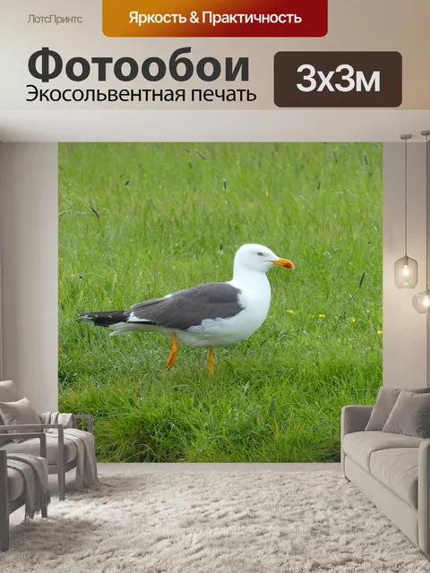 Фотообои Чайка