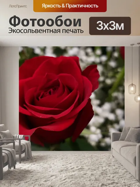 Фотообои Глубокая красная роза