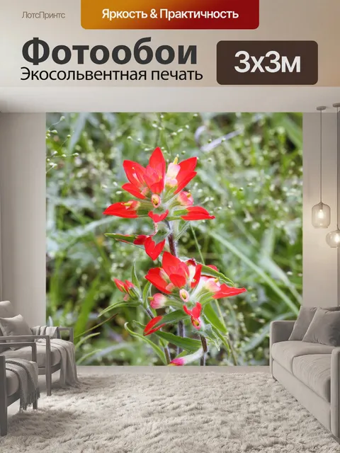 Фотообои Индийская кисть Полевые цветы Закрыть