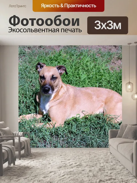 Фотообои Собака