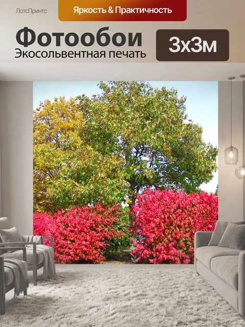 Фотообои Осень Деревья и кустарники