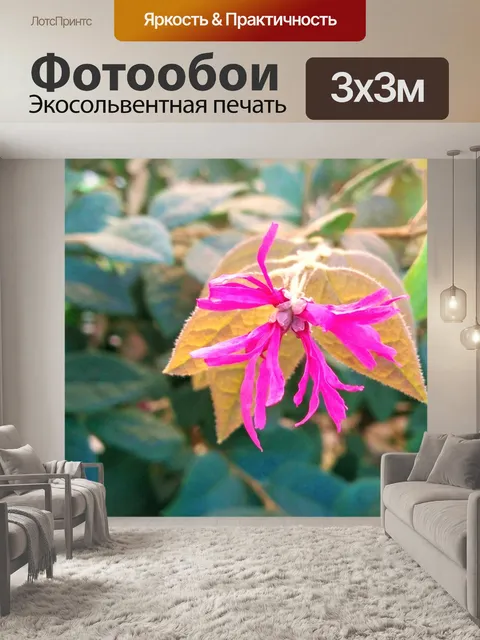 Фотообои Цветок