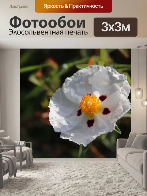Фотообои Цветы