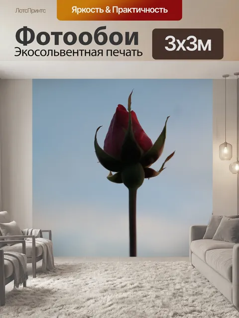 Фотообои Роза