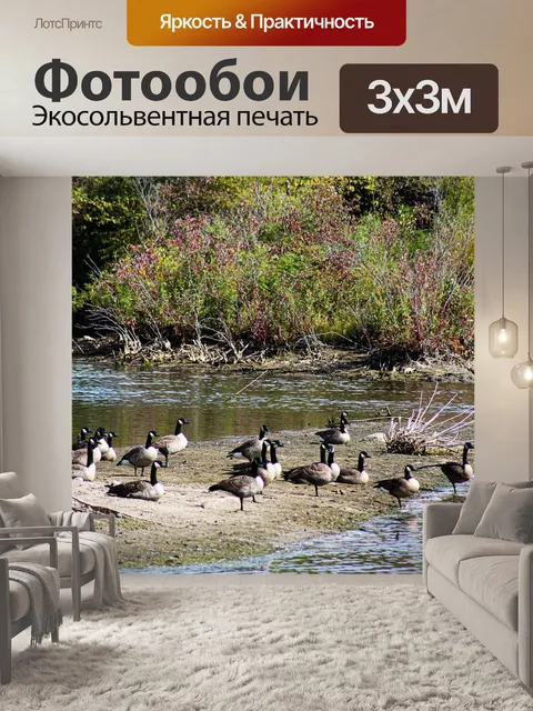 Фотообои Гуси