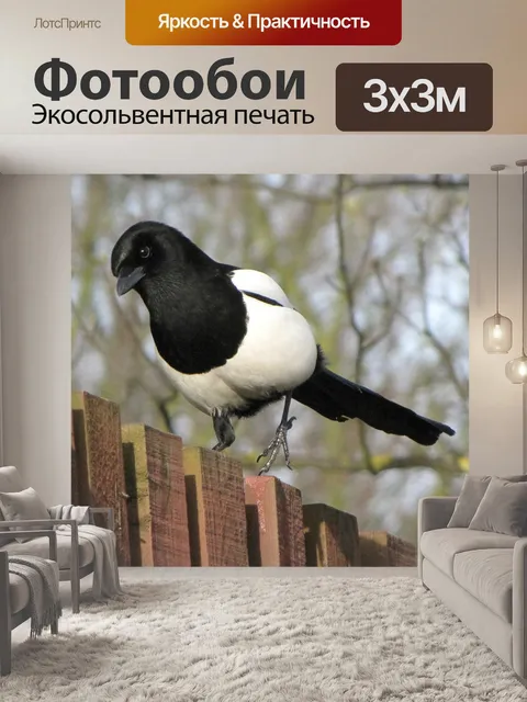 Фотообои Сорока