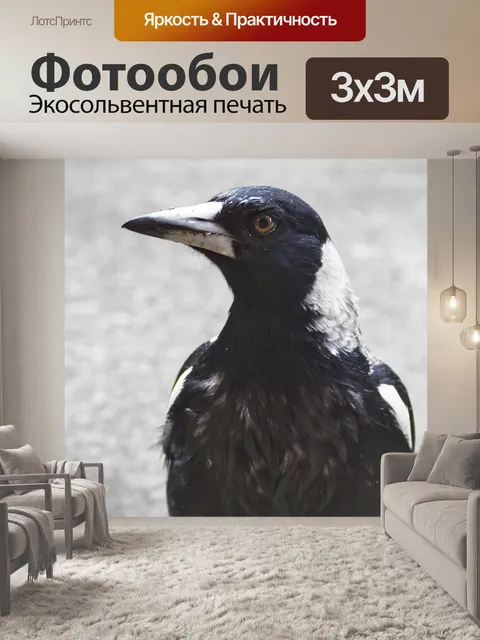 Фотообои Сорока