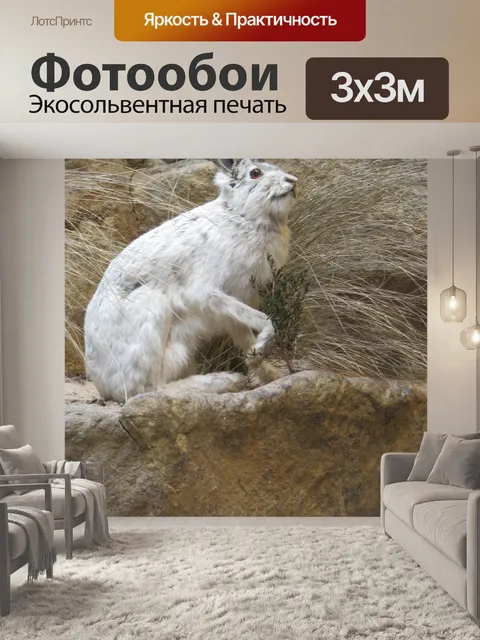 Фотообои Кролик Джек