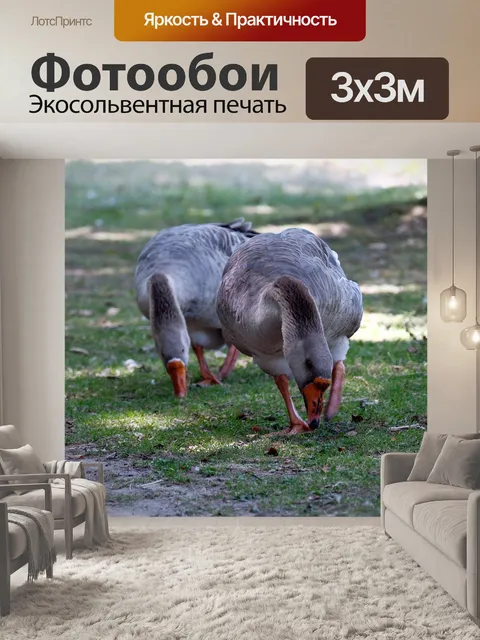Фотообои Пара гусей
