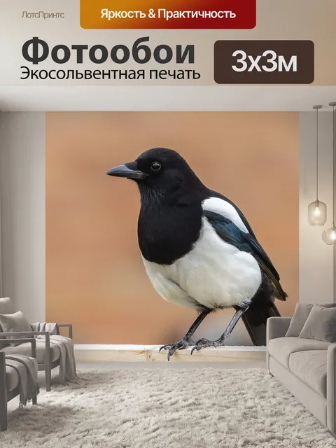 Фотообои Сорока