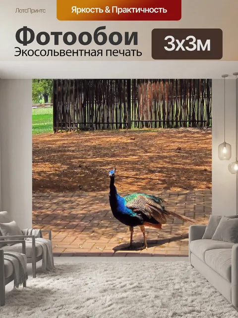 Фотообои Птица-павлин