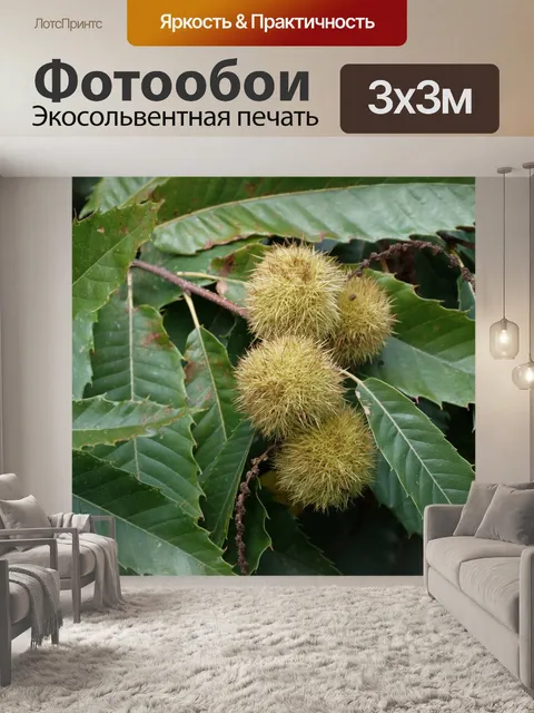 Фотообои Ветка каштана