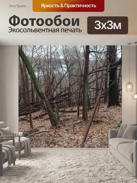 Фотообои Деревья в лесу