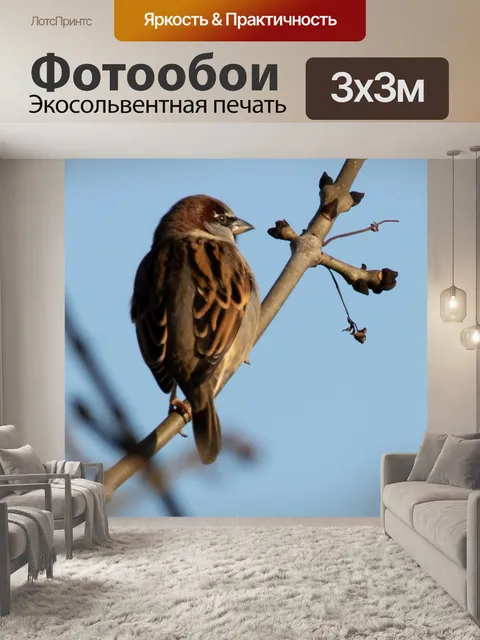 Фотообои Воробей