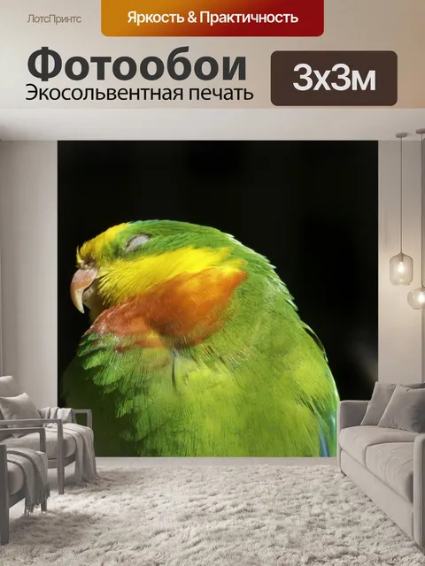 Фотообои Птицы