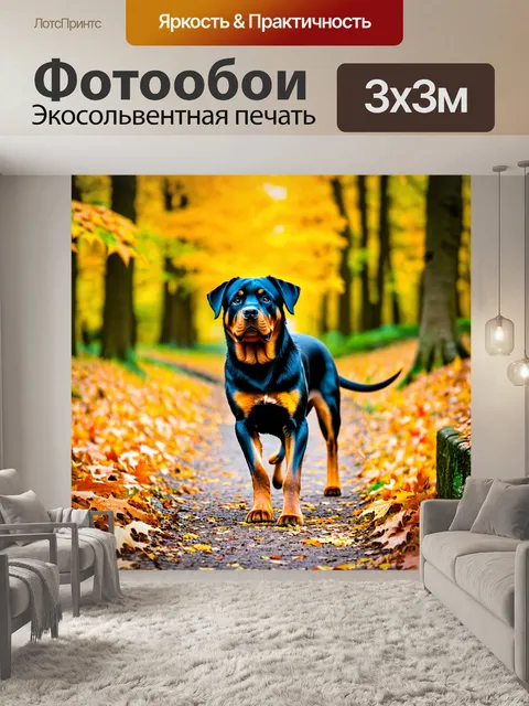 Фотообои ротвейлер с яркими осенними листьями вокруг, гуляющий по лесной тропе