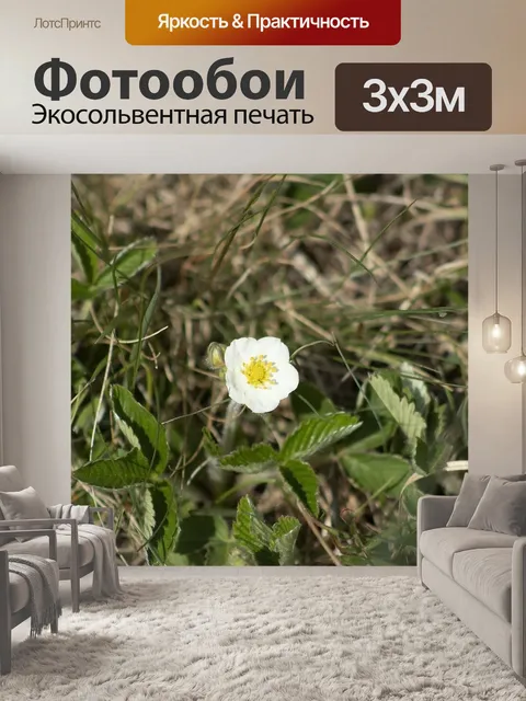 Фотообои Клубника