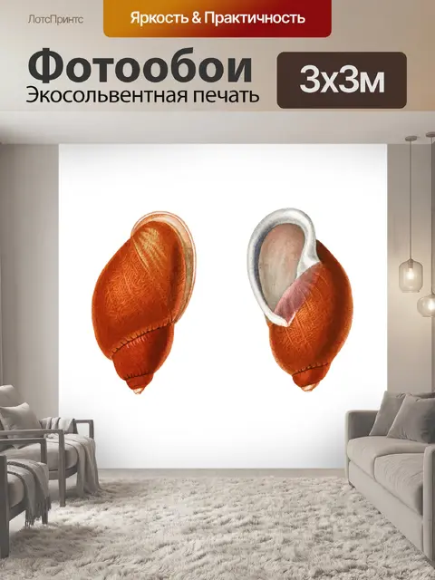 Фотообои Морская ракушка клипарт винтажное искусс