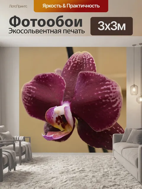 Фотообои Орхидея