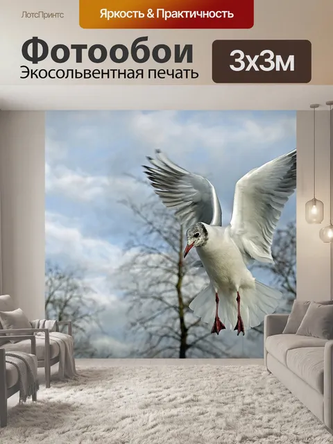 Фотообои Чайка
